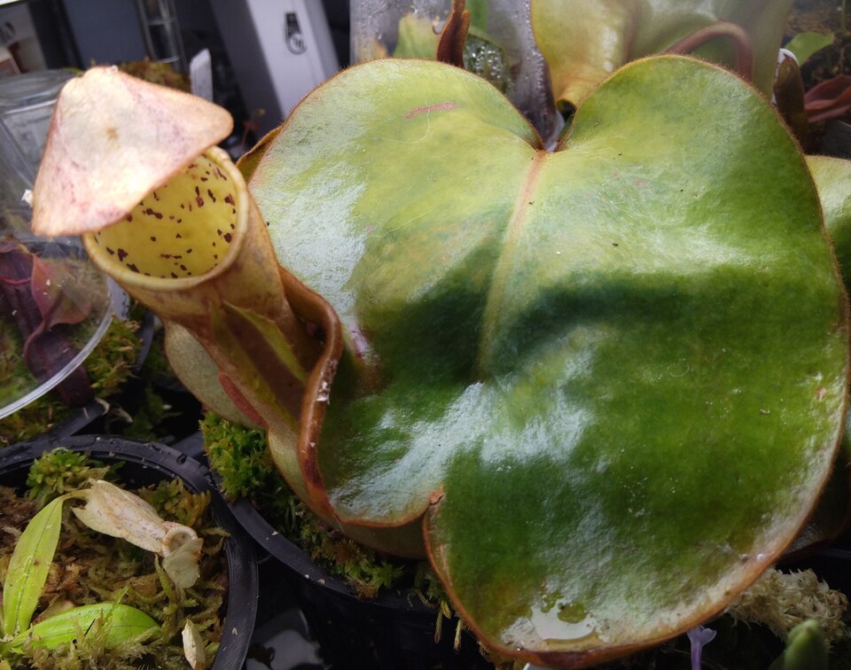 Nepenthes (tropical pitcher-plants) (alternate view 4)