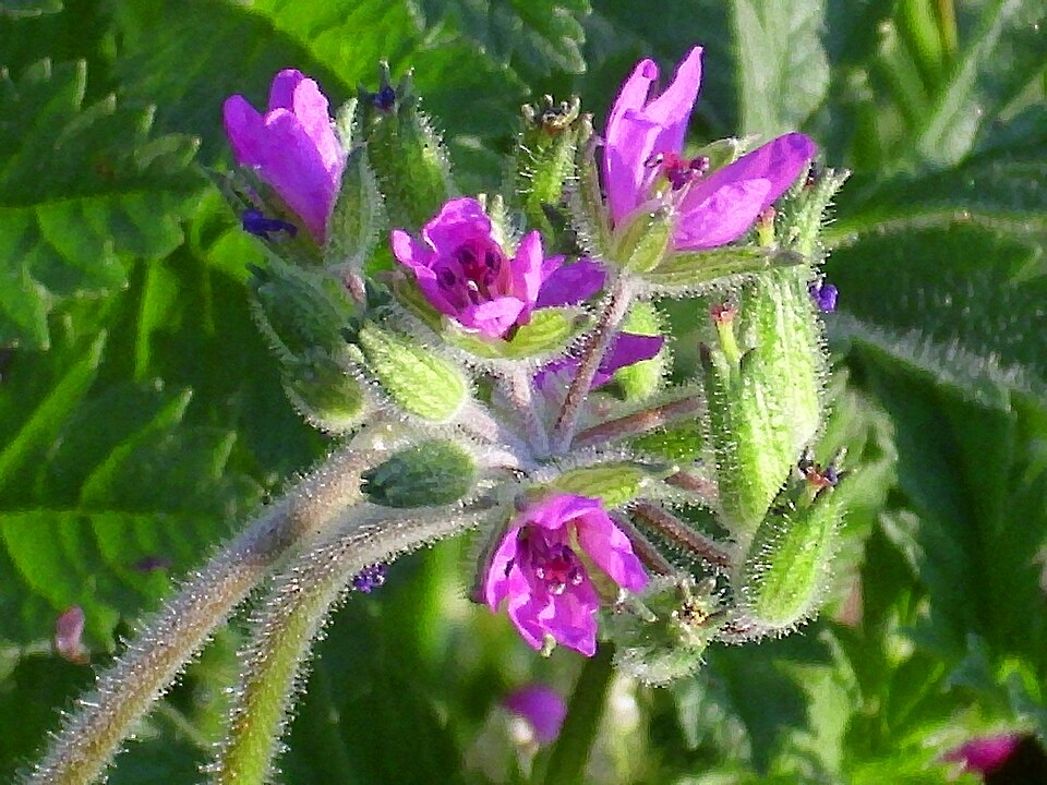 Erodium moschatum (musk stork's-bill)