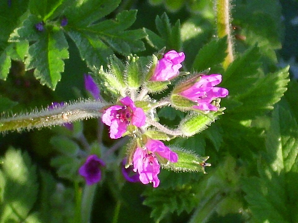Erodium moschatum (musk stork's-bill)