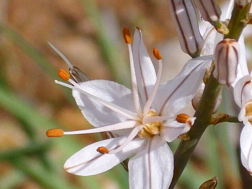 Asphodelus fistulosus (Onion-Leafed Asphodel) (alternate view 8)