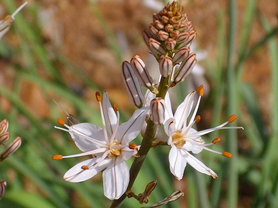 Asphodelus fistulosus (Onion-Leafed Asphodel) (alternate view 9)