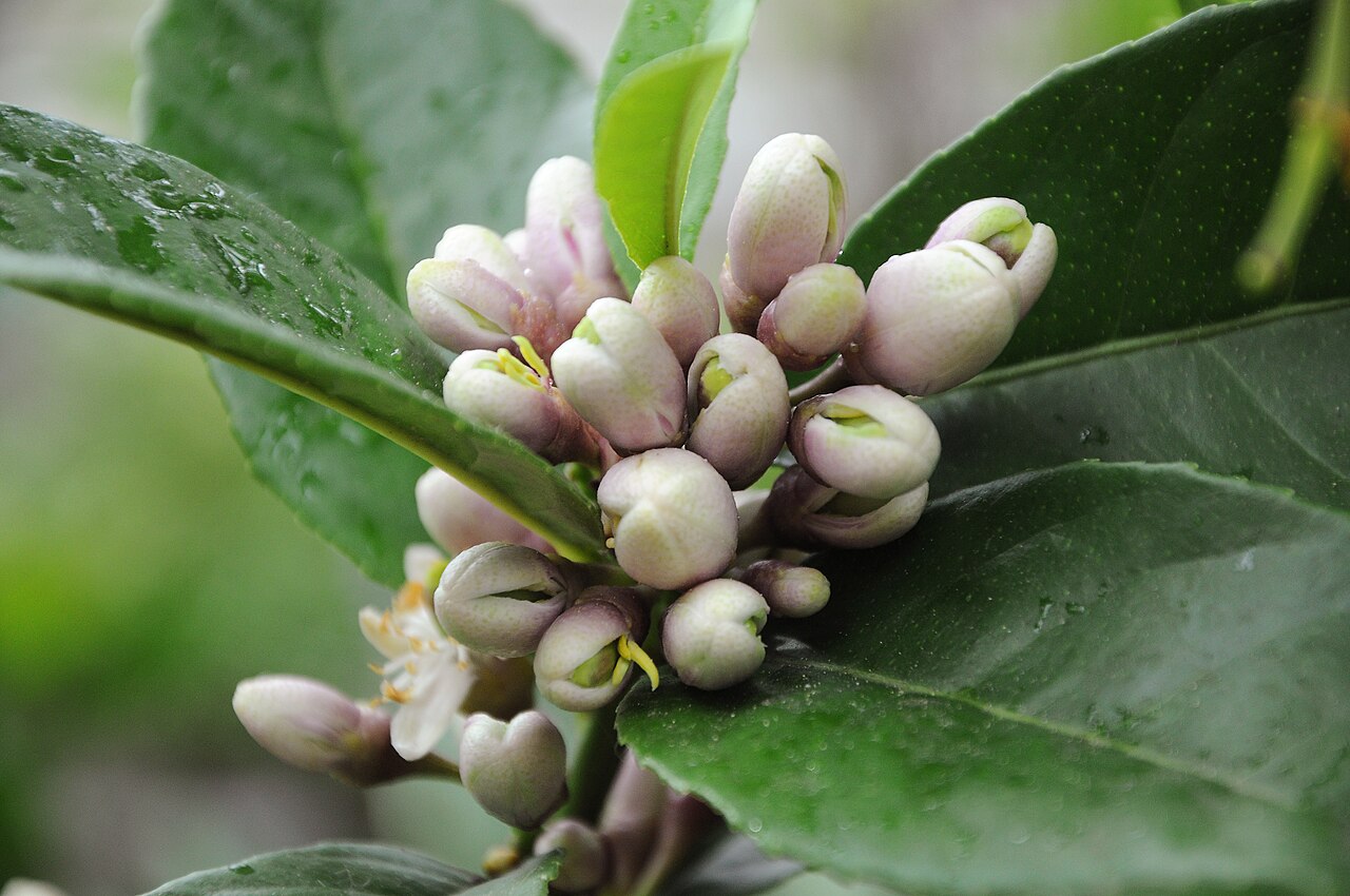 Citrus medica, Citron — spreading evergreen (Rutaceae) (image 4 of 10)
