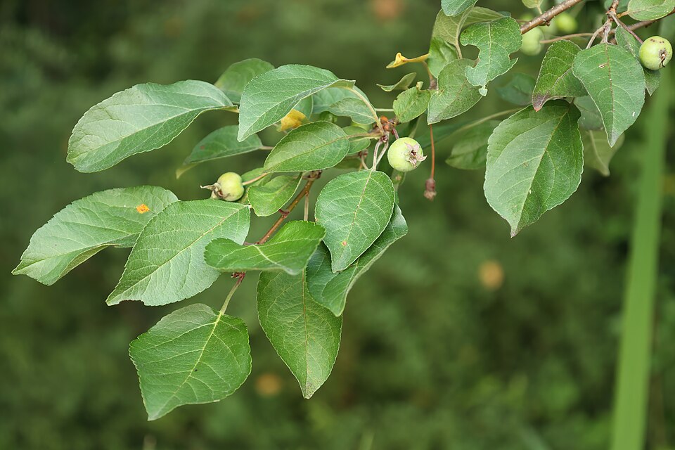Malus 'Evereste' (Evereste Crabapple) (alternate view 4)