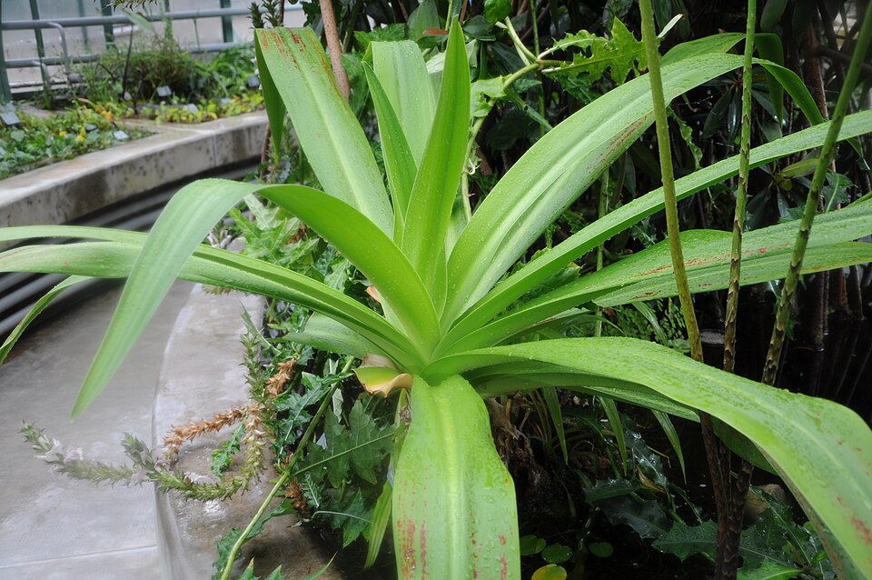 Crinum × amabile (Giant Spider Lily) (alternate view 2)