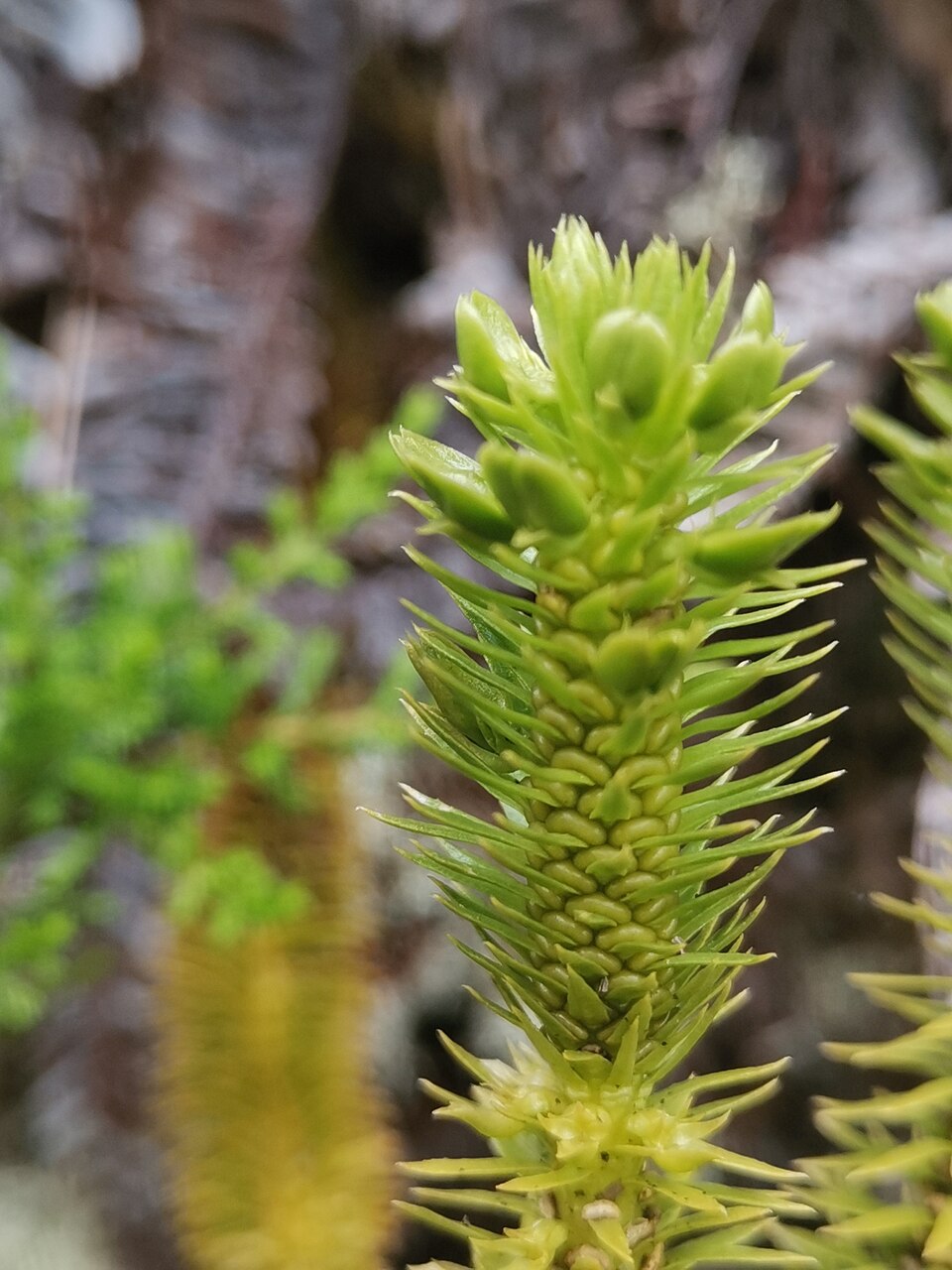 Huperzia (temperate firmosses)