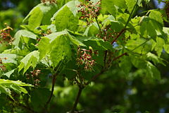 Acer pseudosieboldianum (Korean Maple) (alternate view 8)