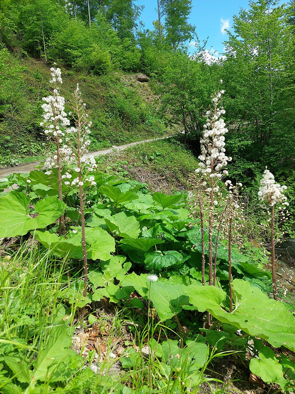 Petasites (Butterburs) (alternate view 4)