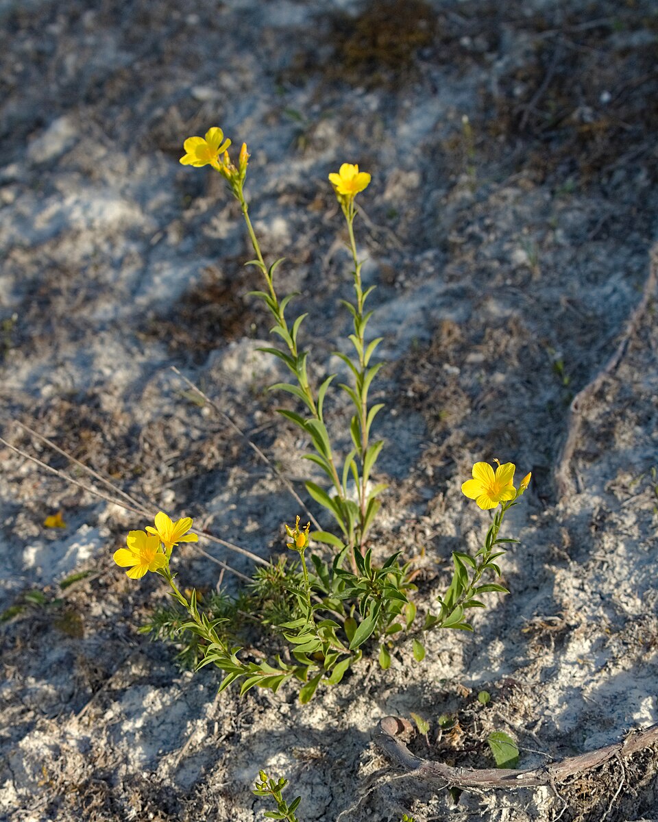 Linum (Flaxes) (alternate view 7)