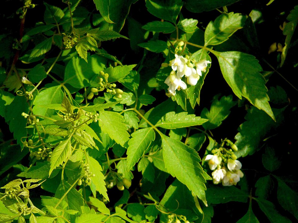 Cardiospermum grandiflorum (Showy Balloon Vine) (alternate view 6)