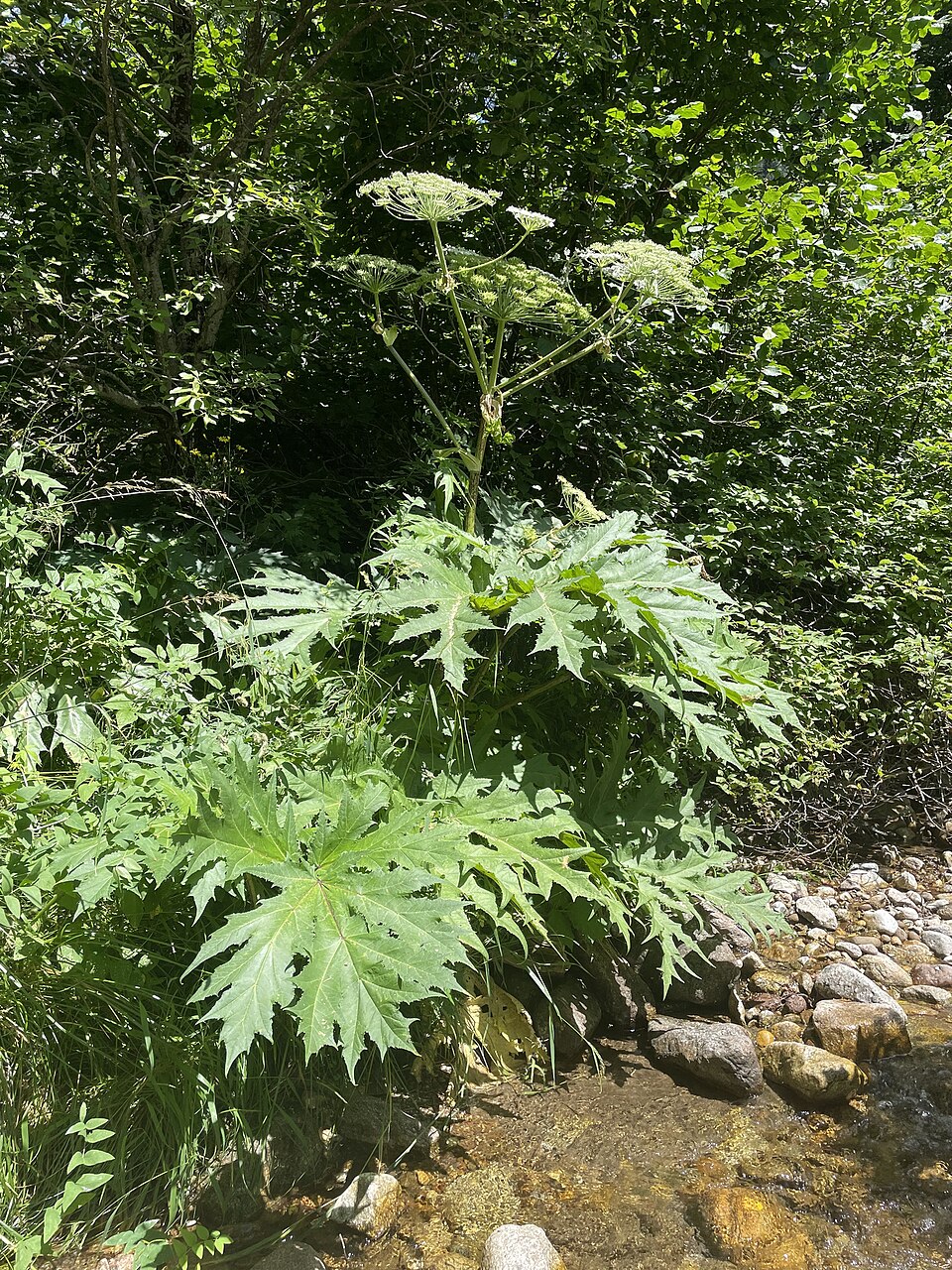 Heracleum mantegazzianum (giant hogweed) (alternate view 6)