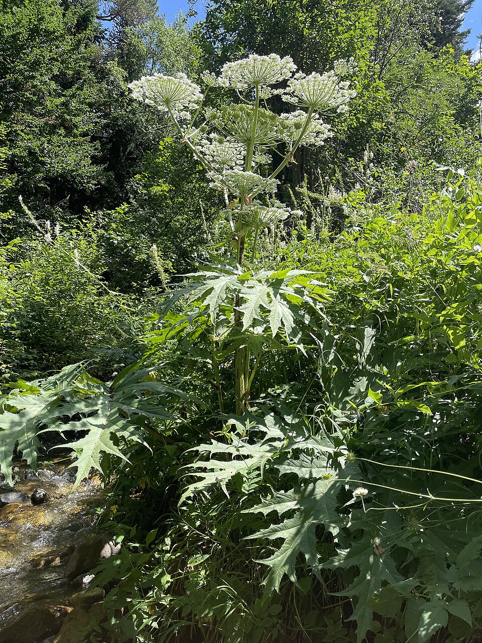 Heracleum mantegazzianum (giant hogweed) (alternate view 7)