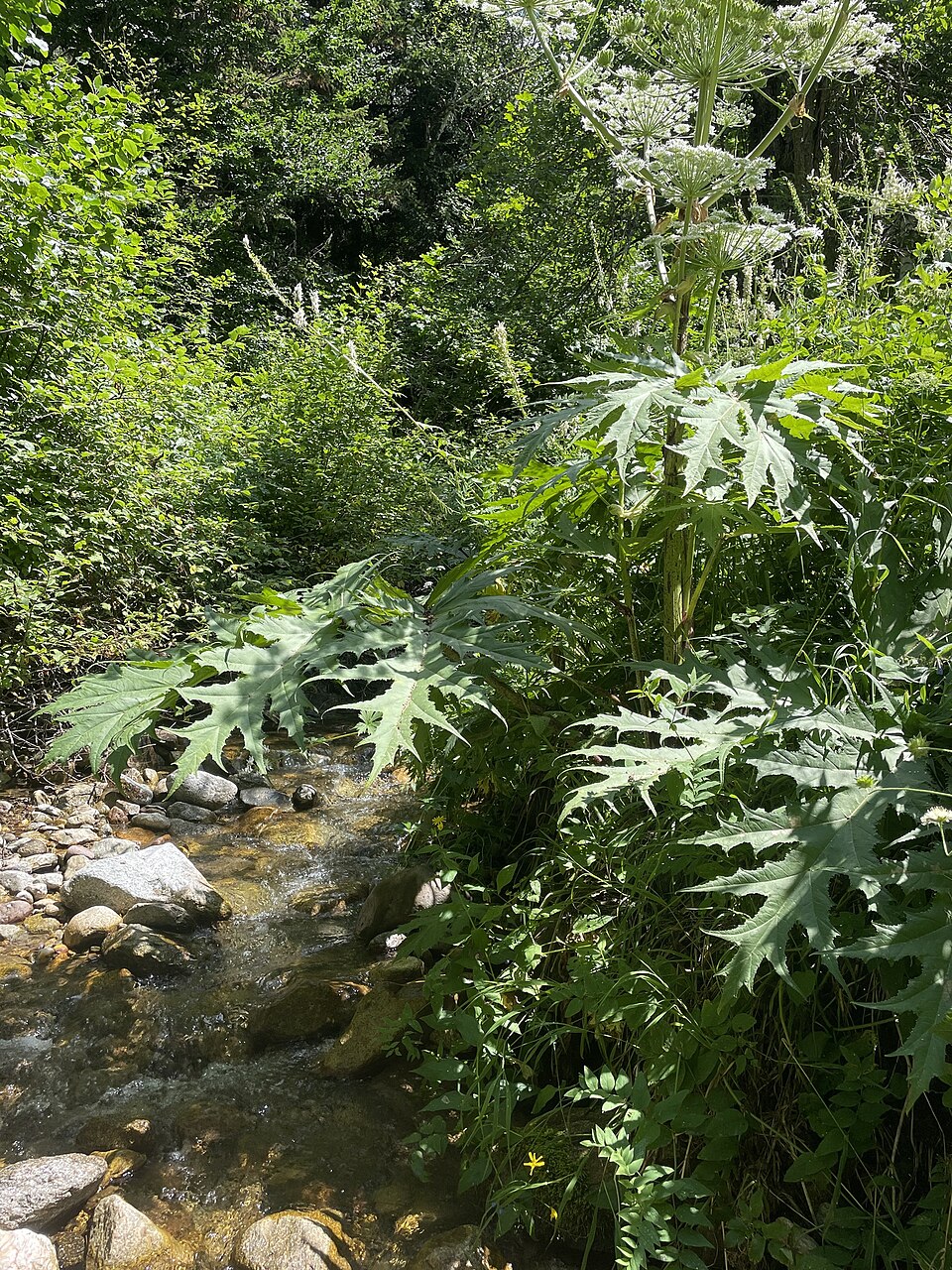 Heracleum mantegazzianum (giant hogweed) (alternate view 8)