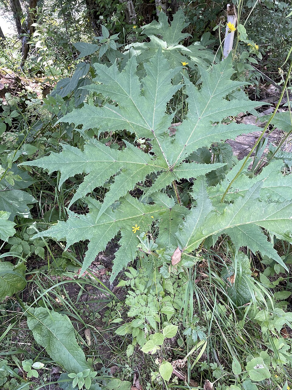 Heracleum mantegazzianum (giant hogweed) (alternate view 9)