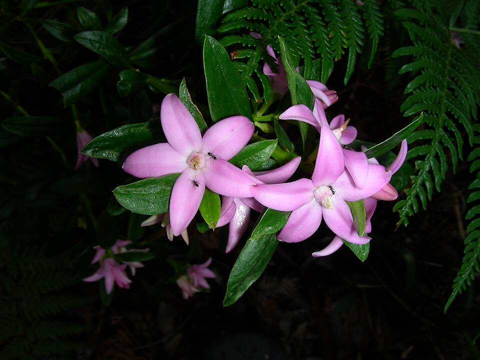Eriostemon australasius (pink wax flower) (alternate view 9)