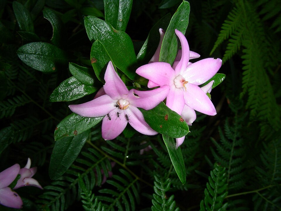 Eriostemon australasius (pink wax flower) (alternate view 10)