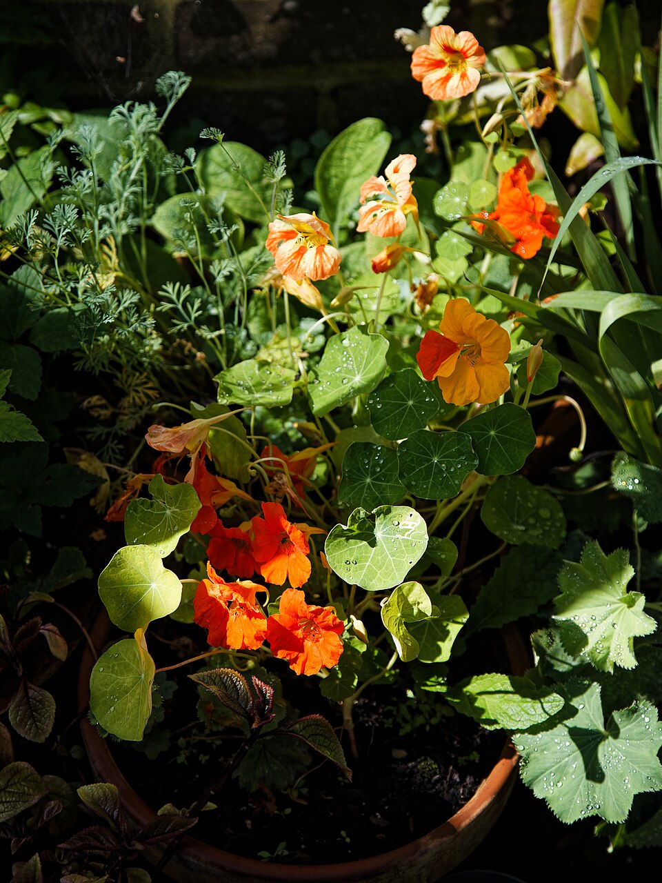 Tropaeolum (Nasturtiums) (alternate view 4)