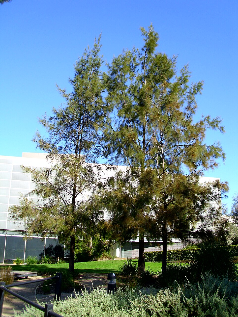 Casuarina cunninghamiana (River sheoak) (alternate view 5)