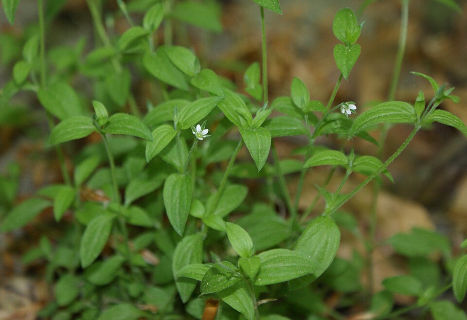 Moehringia trinervia (Three-nerved Sandwort)