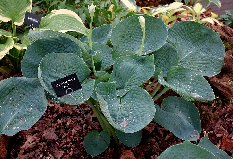 Hosta × 'Abiqua Drinking Gourd' (Abiqua Drinking Gourd Hosta) (alternate view 2)