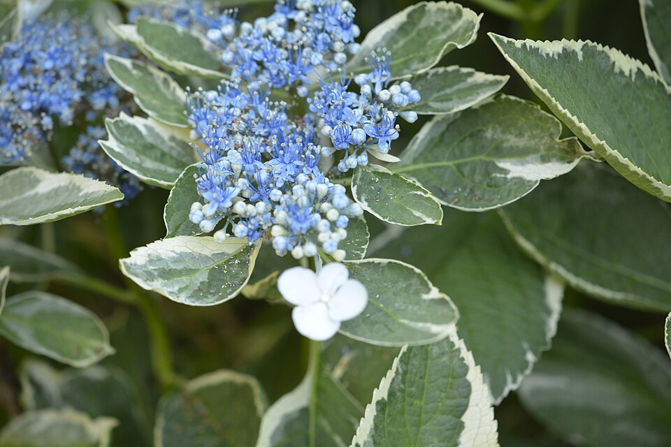 Hydrangea macrophylla 'Mariesii' (Mariesii Hydrangea) (alternate view 2)