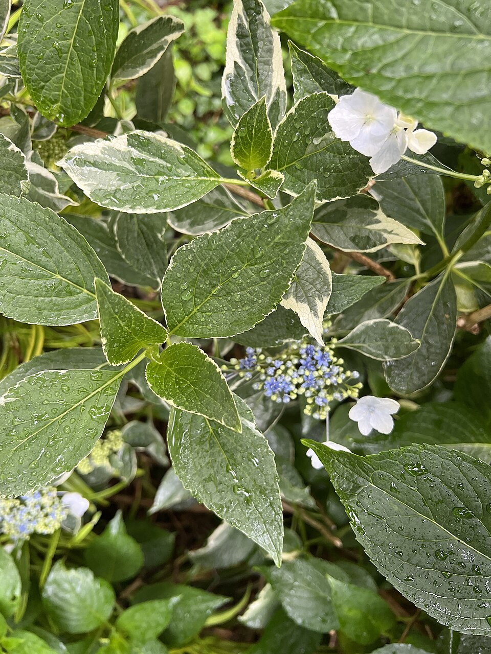 Hydrangea macrophylla 'Mariesii' (Mariesii Hydrangea) (alternate view 3)