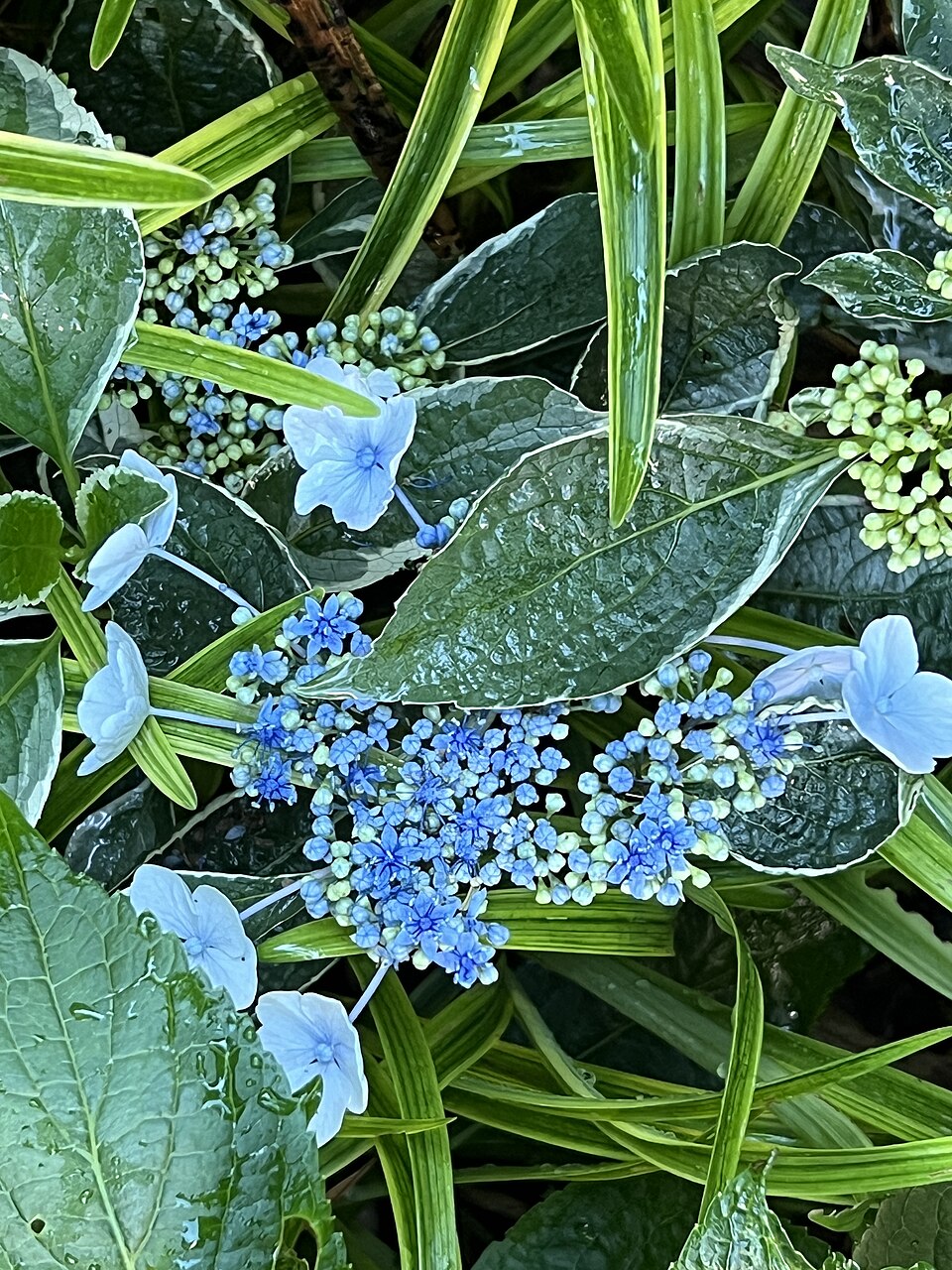 Hydrangea macrophylla 'Mariesii' (Mariesii Hydrangea) (alternate view 4)