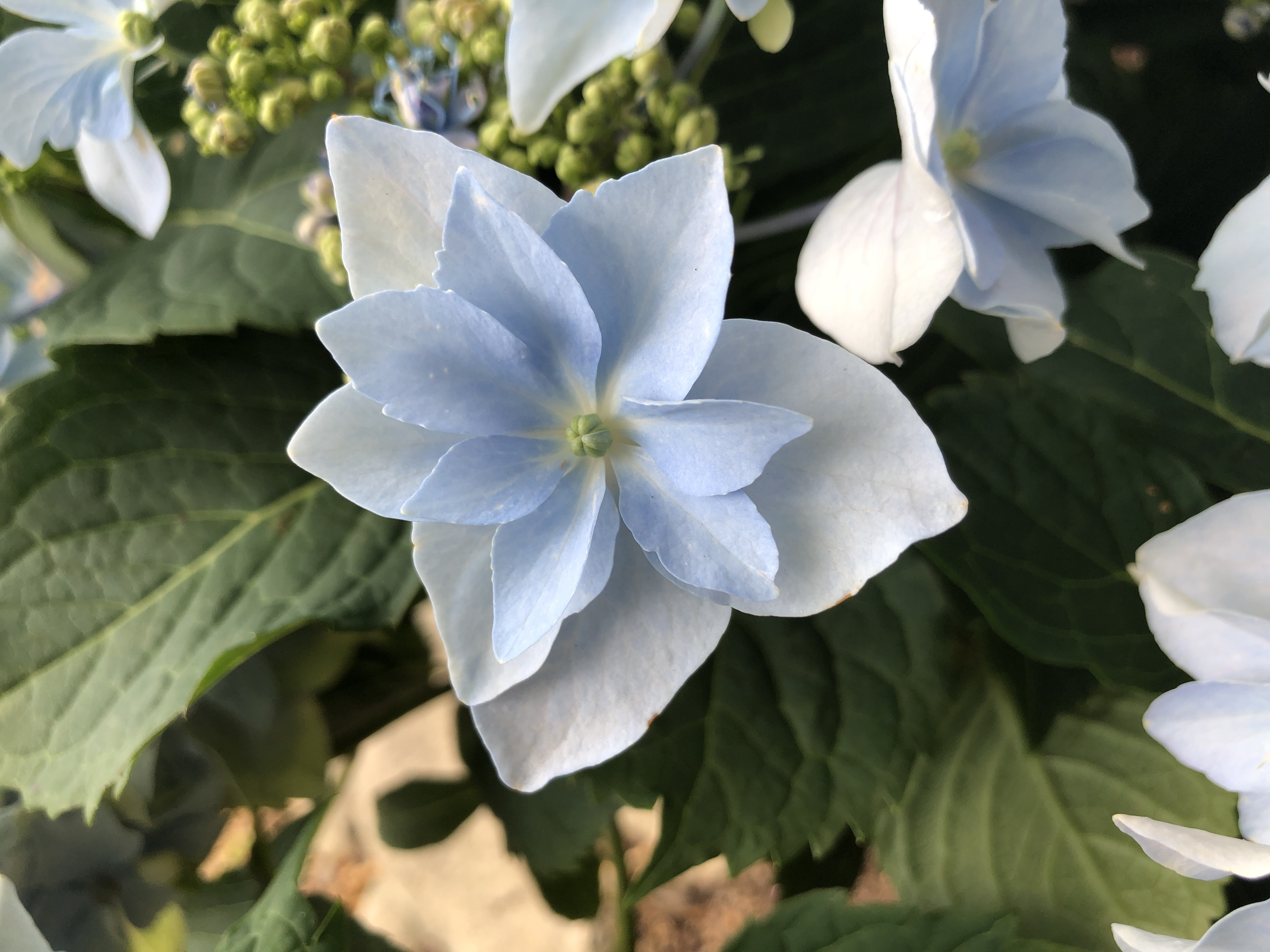 Hydrangea serrata, Mountain hydrangea — mounding deciduous (Hydrangeaceae) (image 4 of 7)