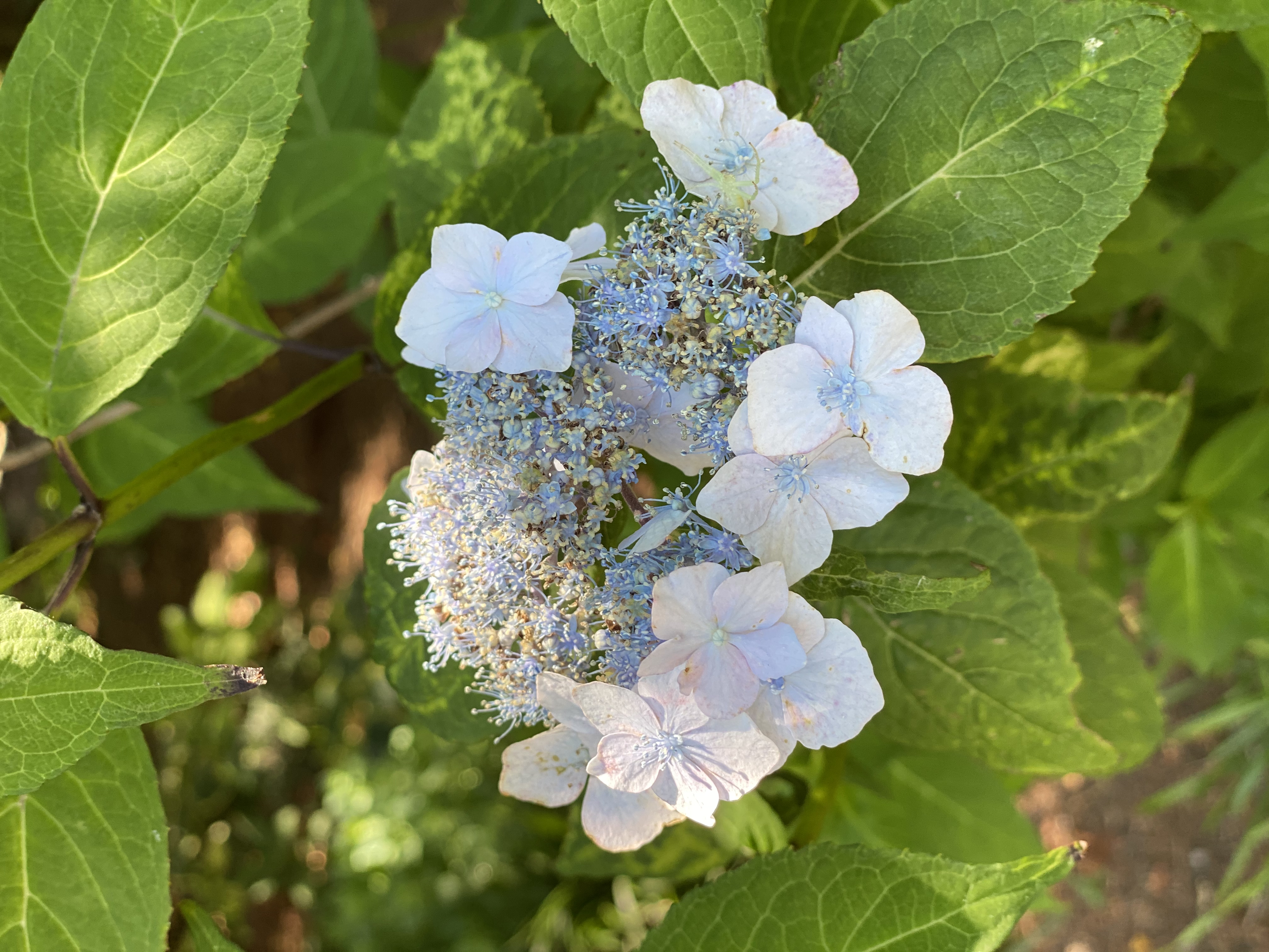 Hydrangea serrata, Mountain hydrangea — mounding deciduous (Hydrangeaceae) (image 5 of 7)