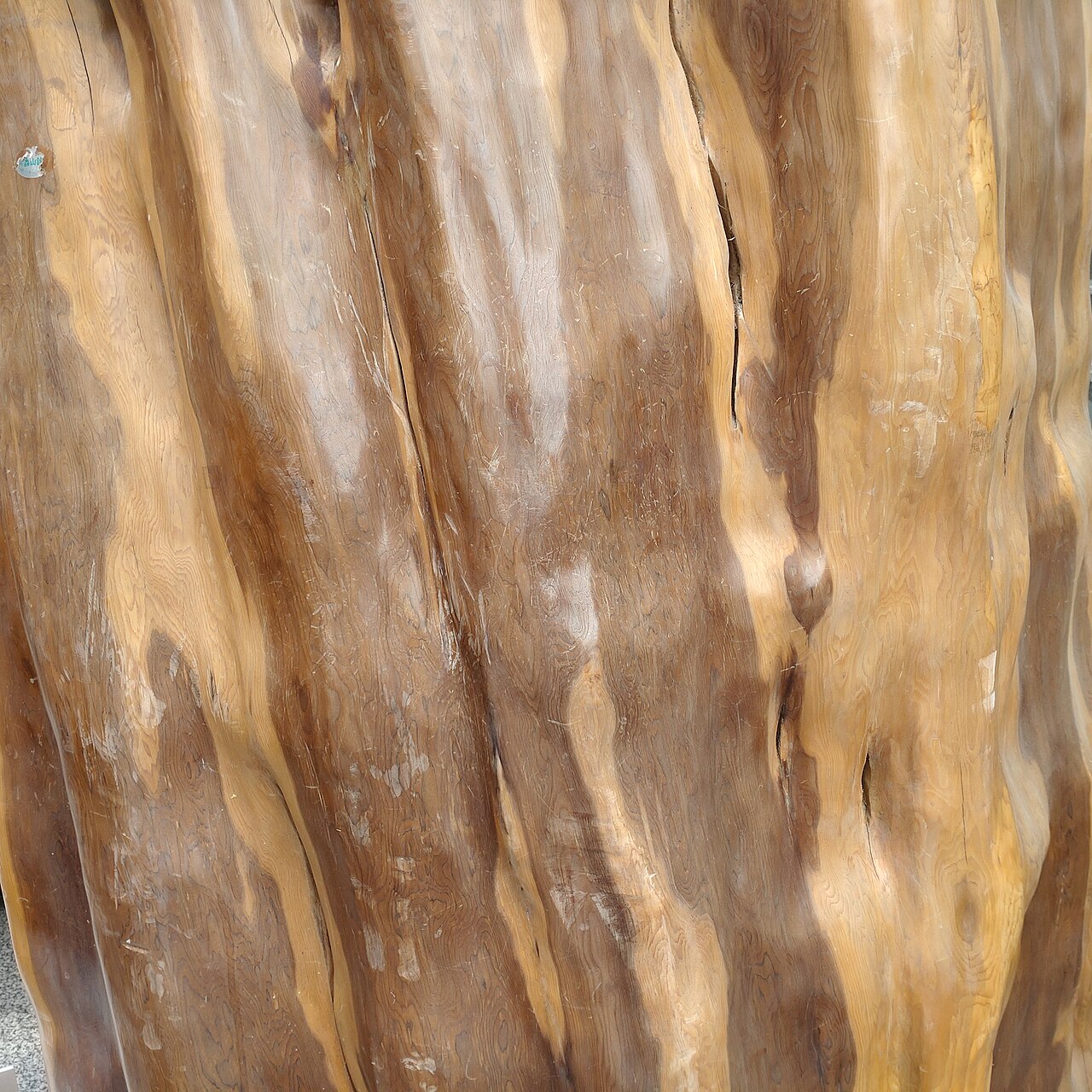 Taxus chinensis, Chinese yew — upright evergreen (Taxaceae) (image 3 of 10)