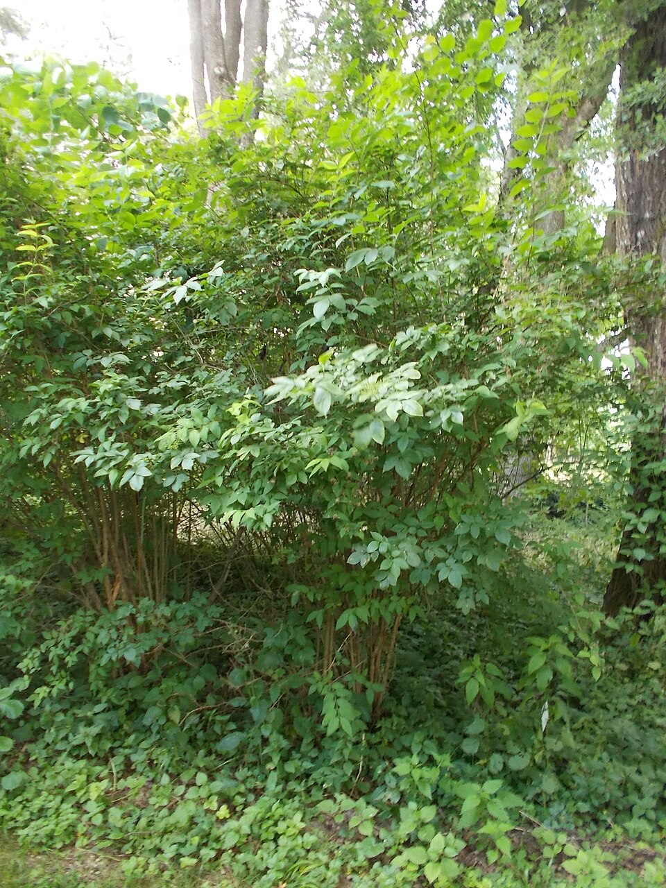 Deutzia (alternate view 3)