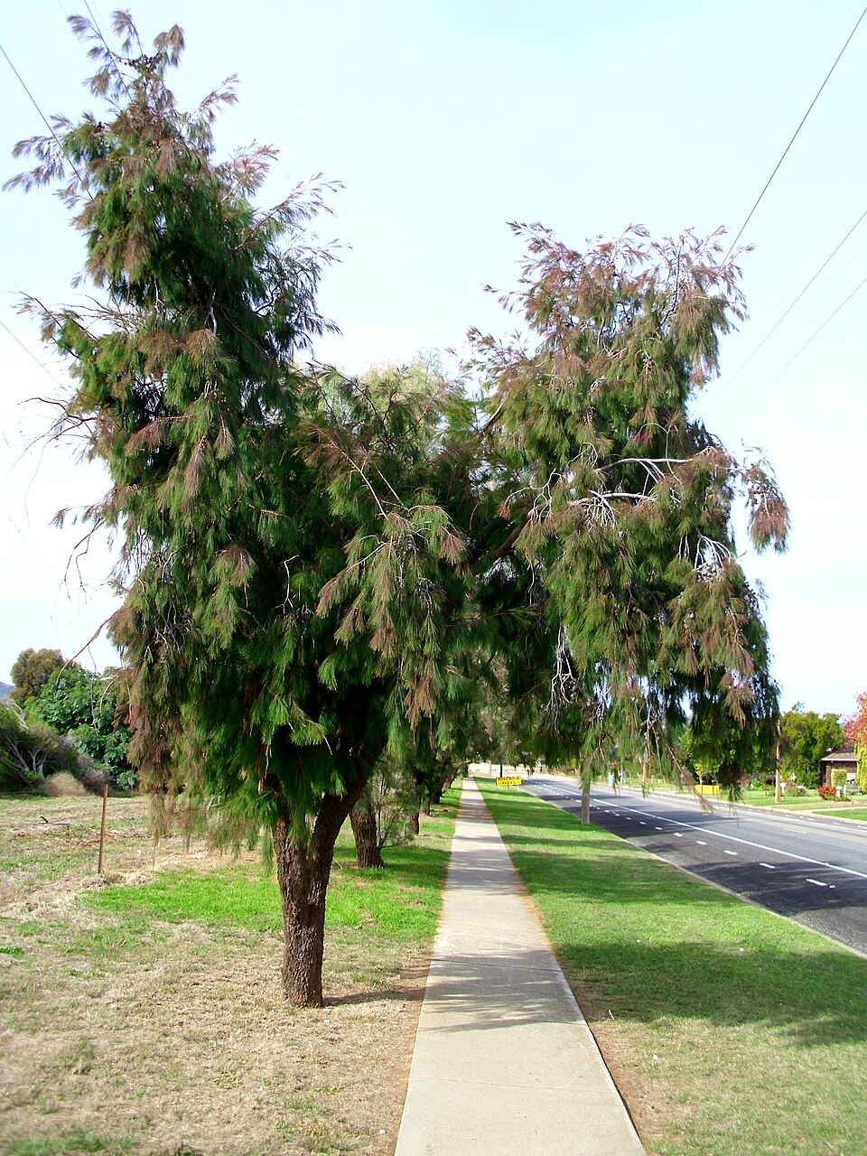 Allocasuarina torulosa (Forest sheoak) (alternate view 2)