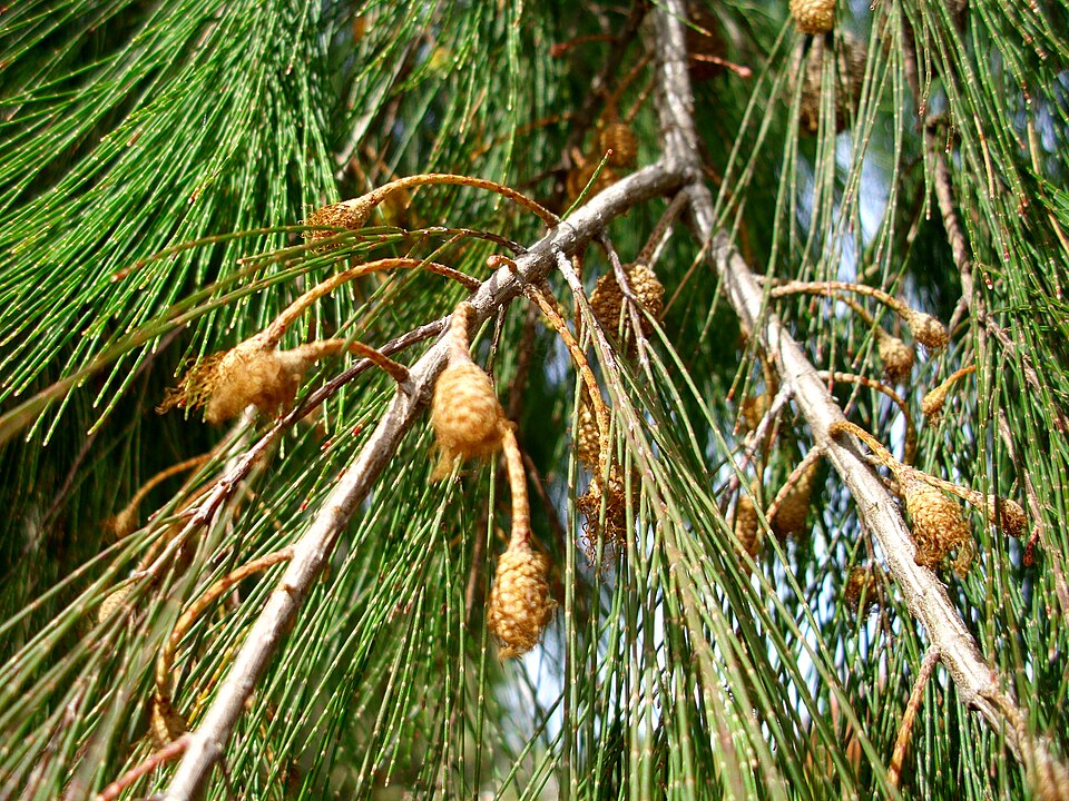 Allocasuarina torulosa (Forest sheoak) (alternate view 3)