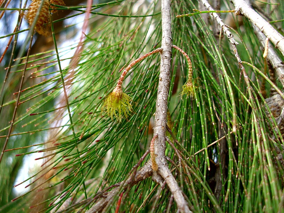 Allocasuarina torulosa (Forest sheoak) (alternate view 4)