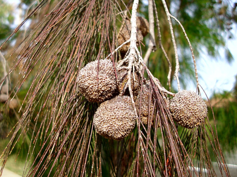 Allocasuarina torulosa (Forest sheoak) (alternate view 5)
