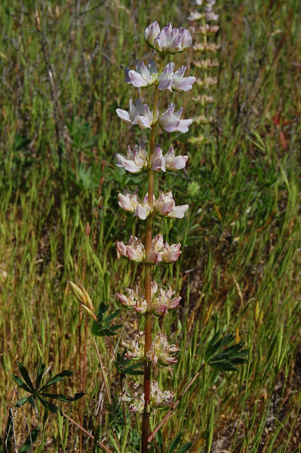 Lupinus succulentus (arroyo lupine) (alternate view 10)