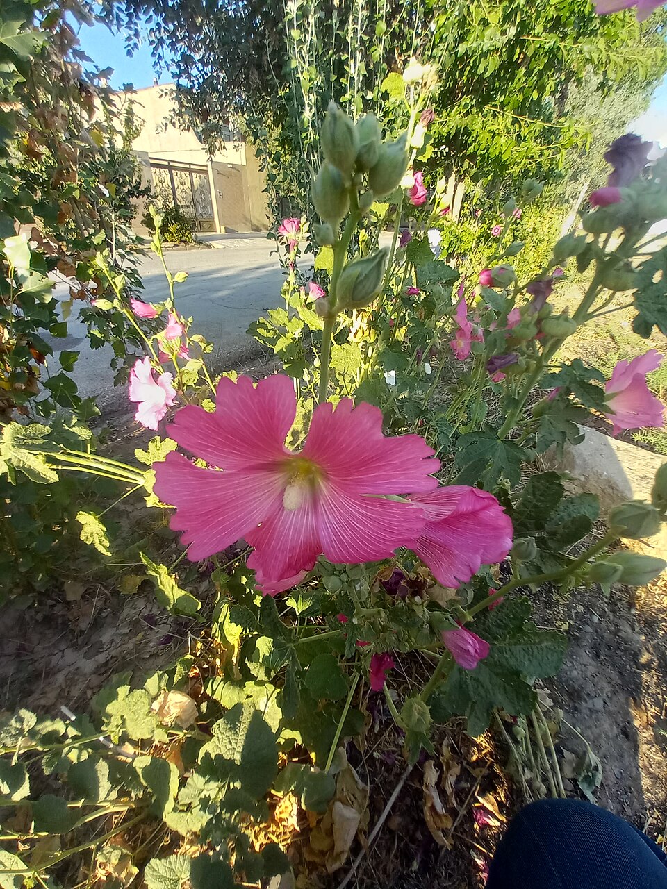 Alcea (hollyhocks) (alternate view 8)