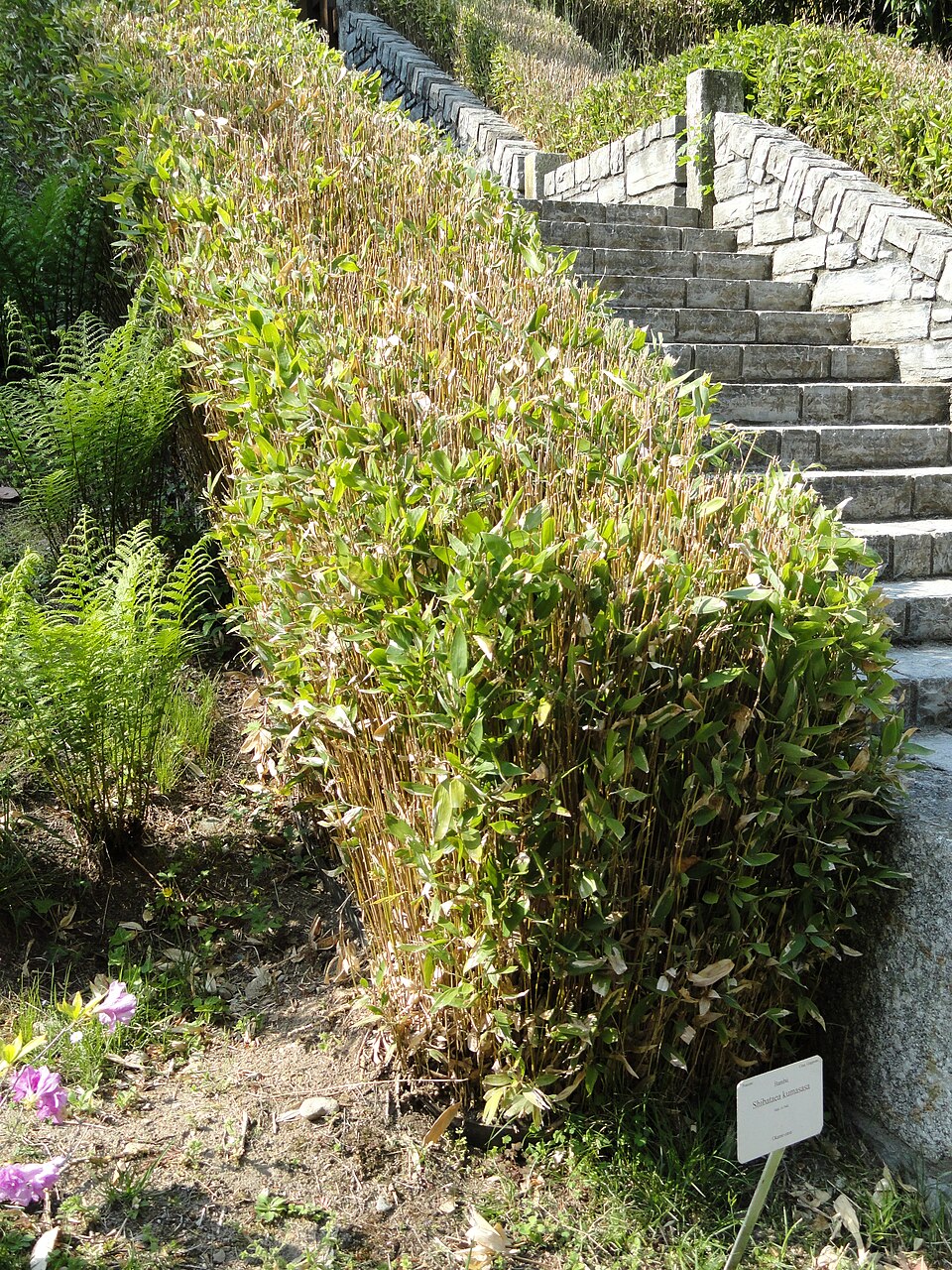 Shibataea kumasasa (Ruscus-leaved Bamboo) (alternate view 5)