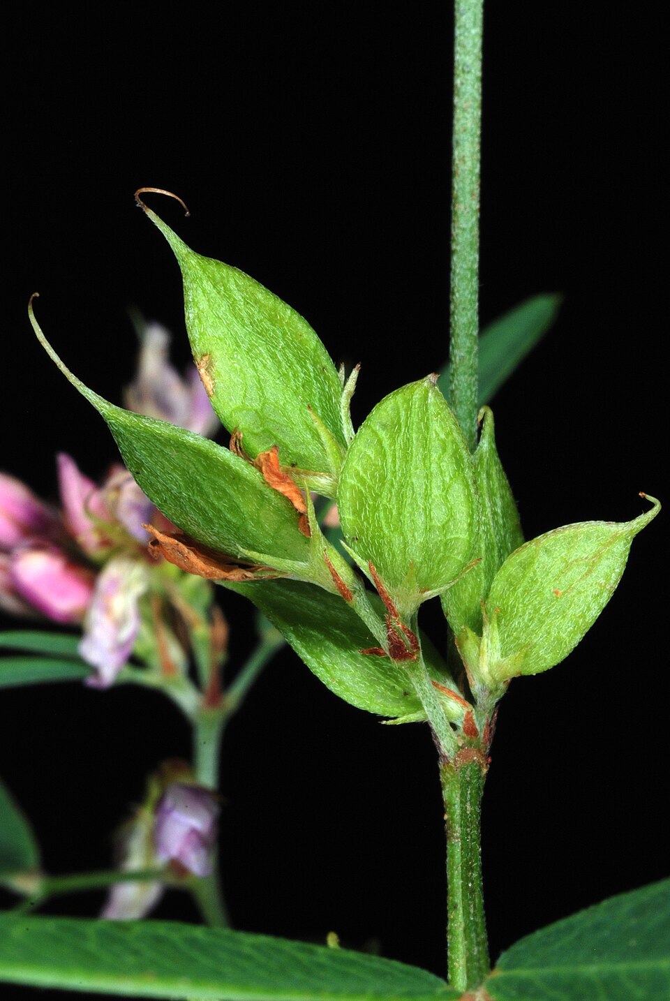 Lespedeza virginica (slender bush clover) (alternate view 9)