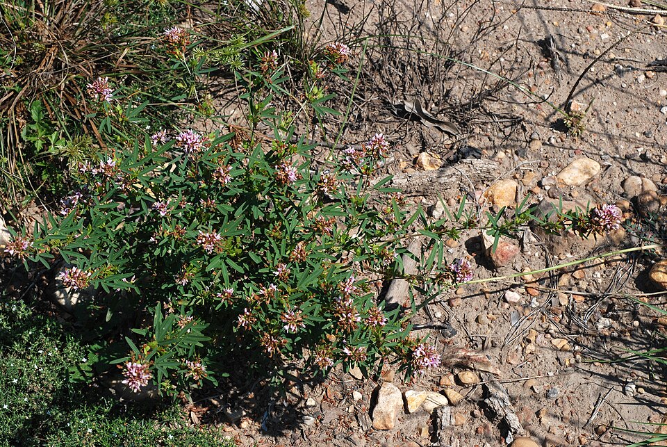 Lespedeza virginica (slender bush clover) (alternate view 10)