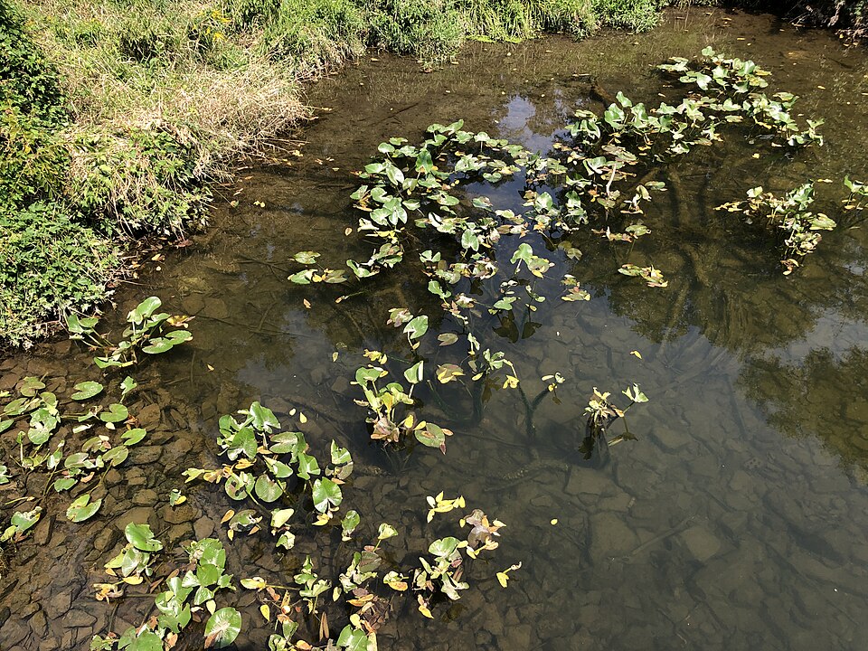 Nuphar advena (spatterdock) (alternate view 4)