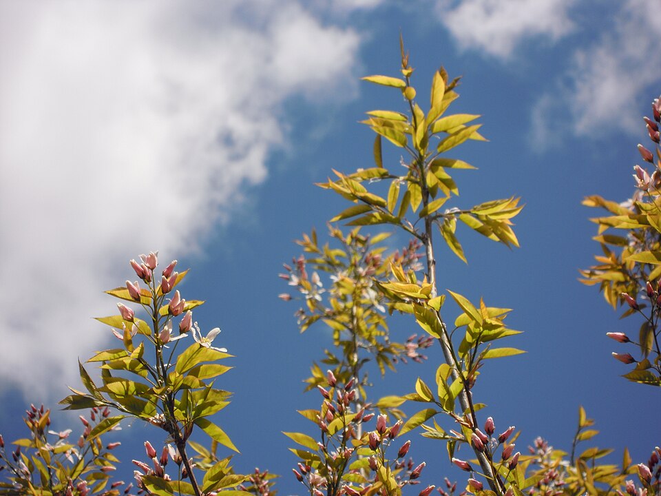 Amelanchier grandiflora (Apple Serviceberry) (alternate view 2)