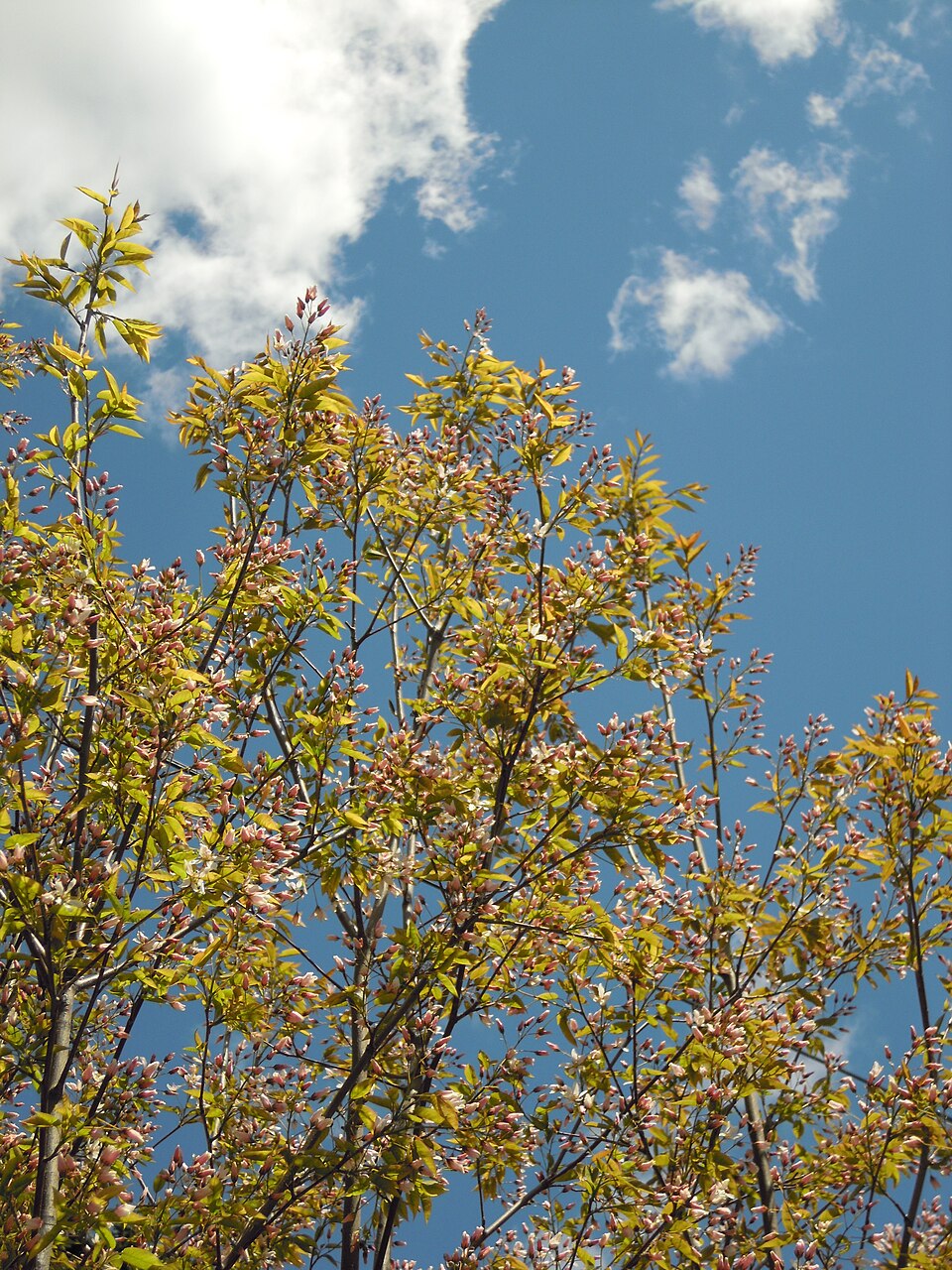Amelanchier grandiflora (Apple Serviceberry) (alternate view 3)
