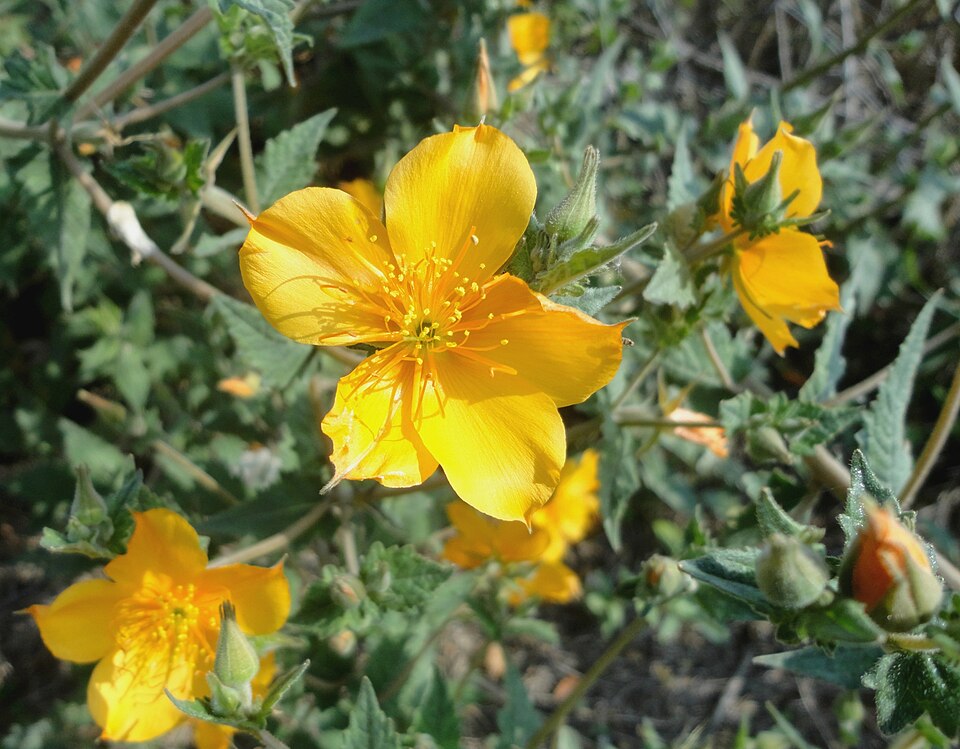 Mentzelia (Blazingstars) (alternate view 3)