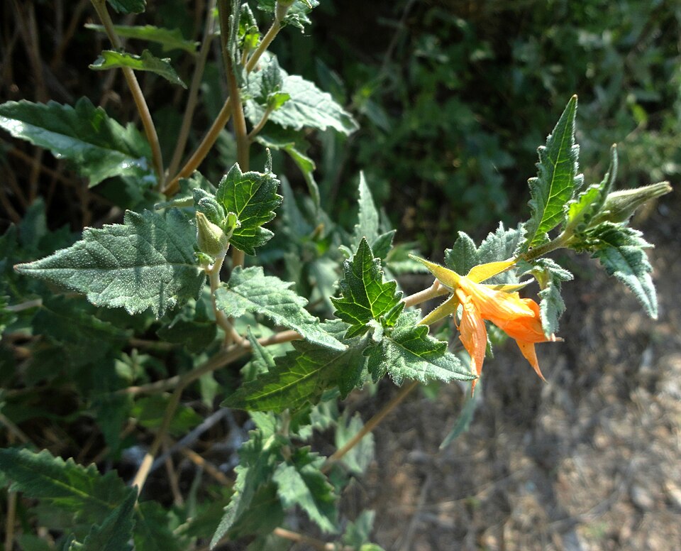 Mentzelia (Blazingstars) (alternate view 4)