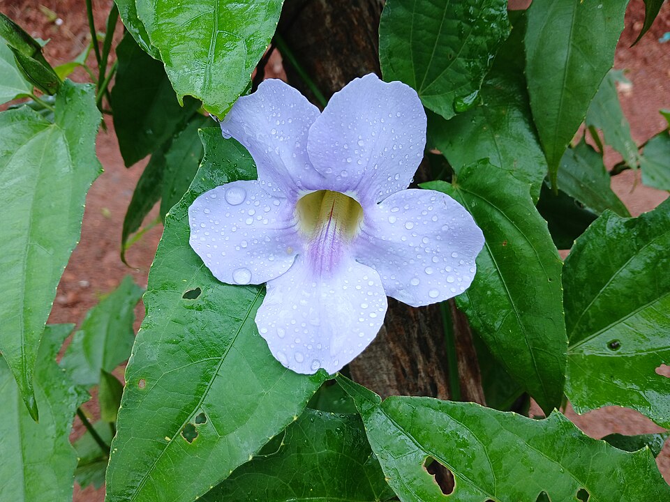 Thunbergia (Clockvines)