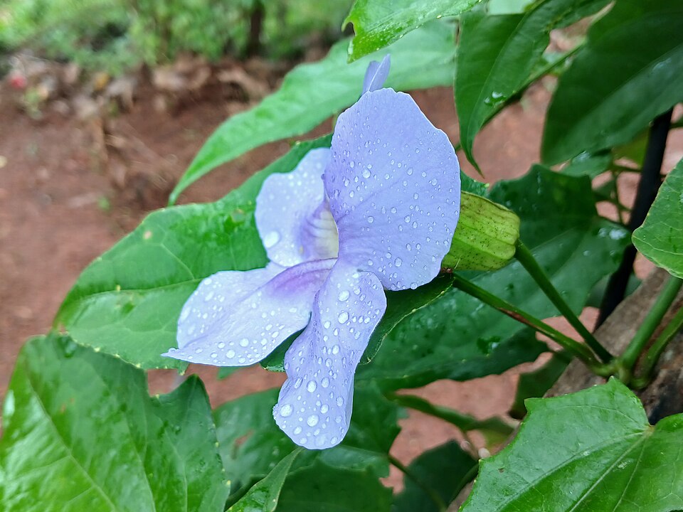 Thunbergia (Clockvines) (alternate view 2)