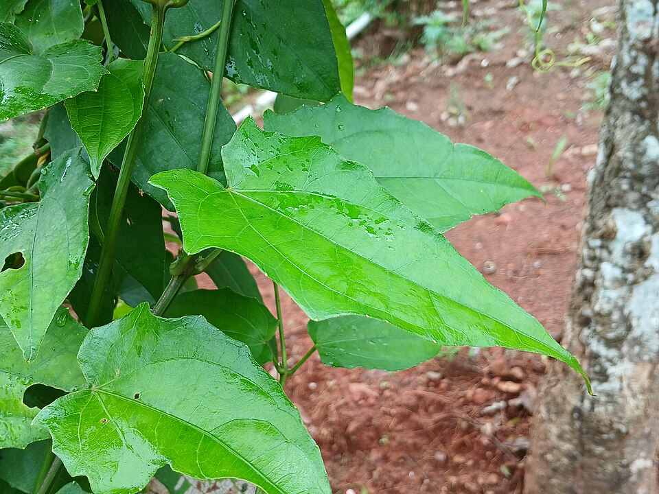 Thunbergia (Clockvines) (alternate view 3)