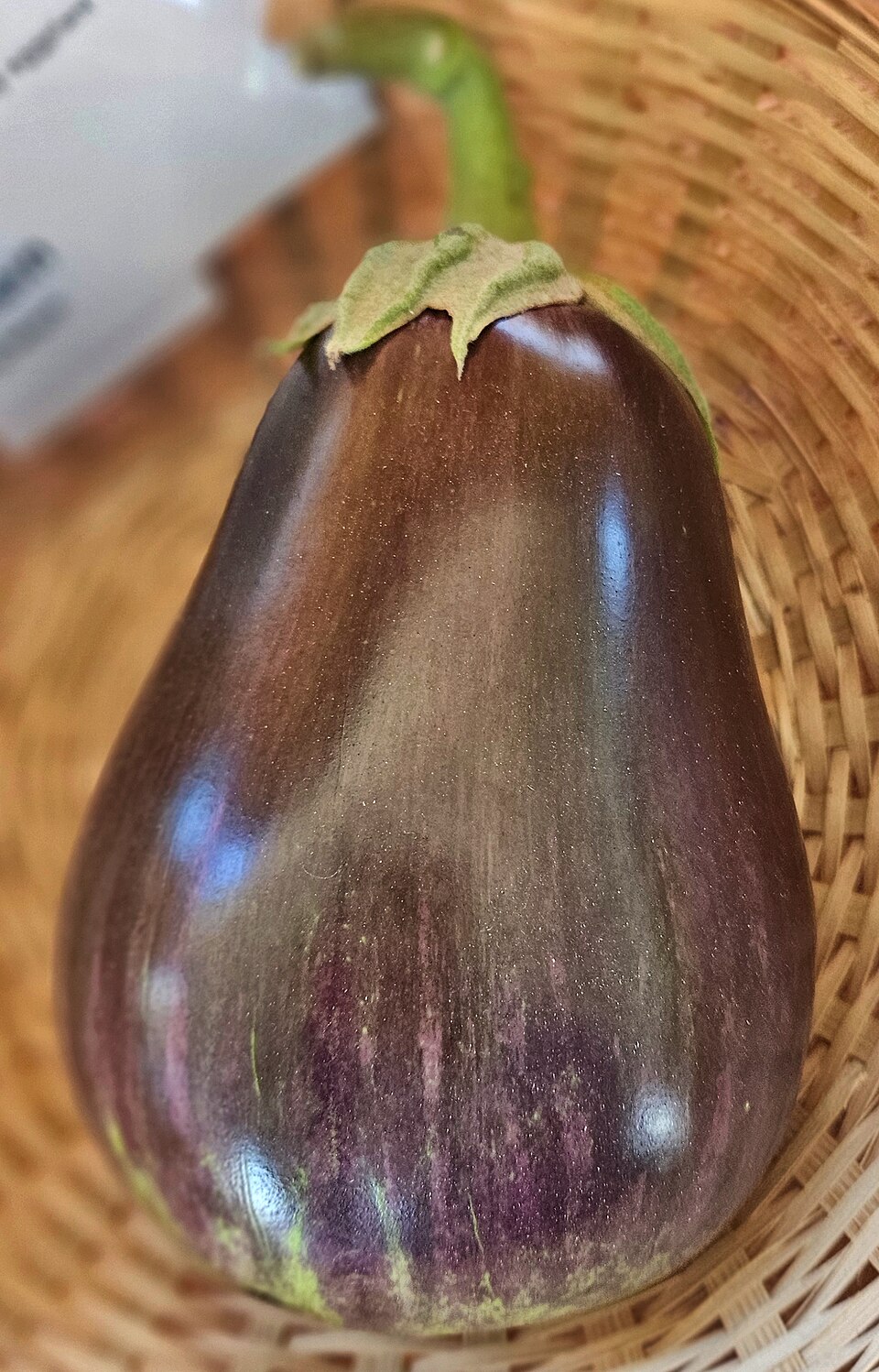 Solanum melongena 'Black Beauty' (Black Beauty Eggplant) (alternate view 4)
