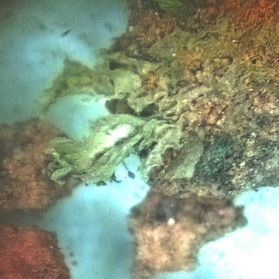 Fossombronia (Frillworts)