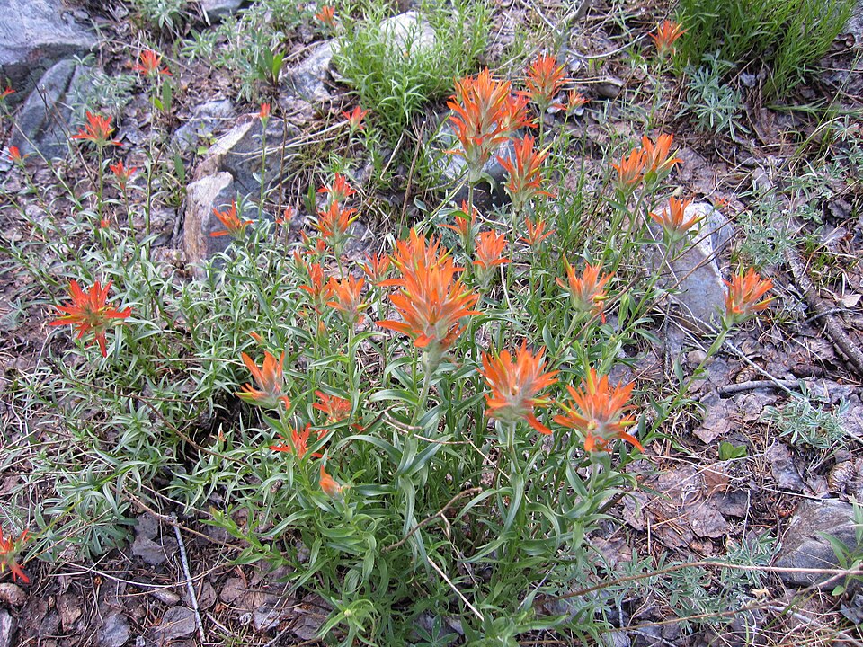 Castilleja chromosa (Desert Paintbrush) (alternate view 9)